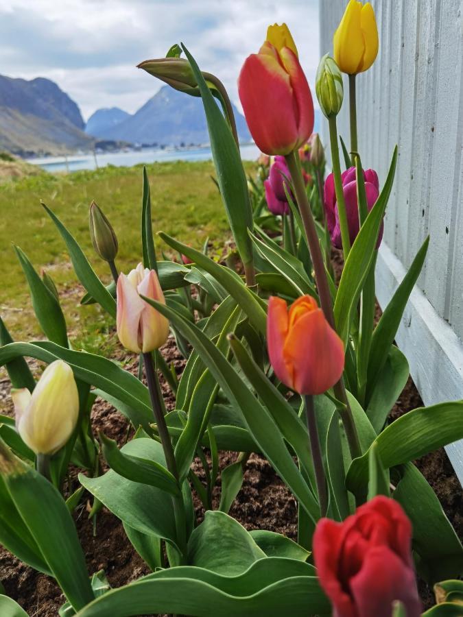 Banpim Beachside Lofoten Ramberg Esterno foto